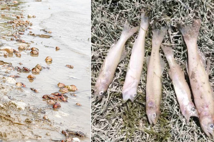Halak, rákok és kagylók főttek meg élve a Duna szlovák oldalán