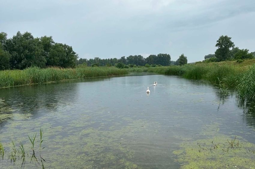 Csak egyetlen helyen tudták betározni a Dráva árhullámát – fotókkal, videókkal