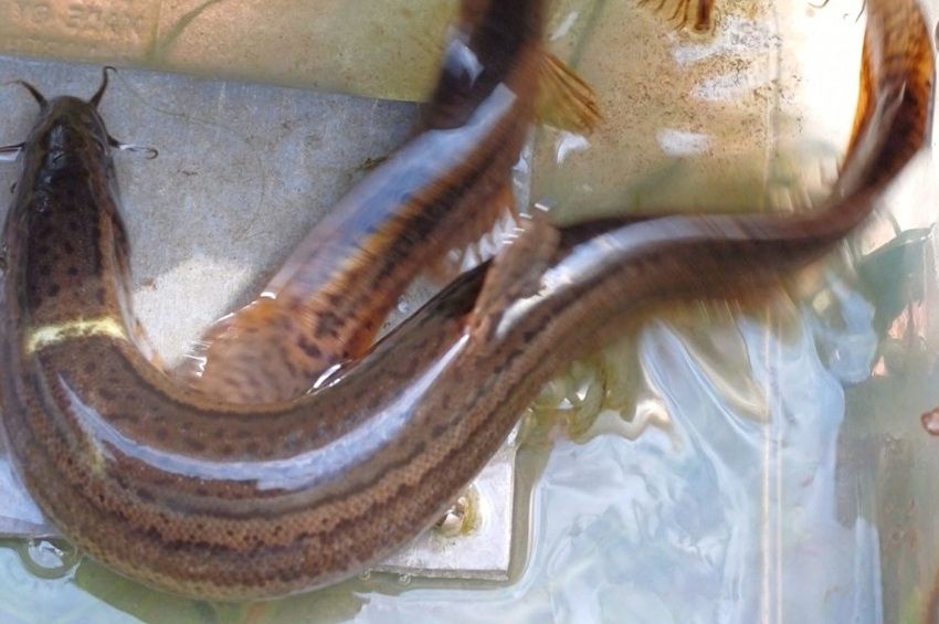 Egyre gyakrabban tűnik fel a védett réti csík a vizes élőhely-rekonstrukciókon – fotókkal 