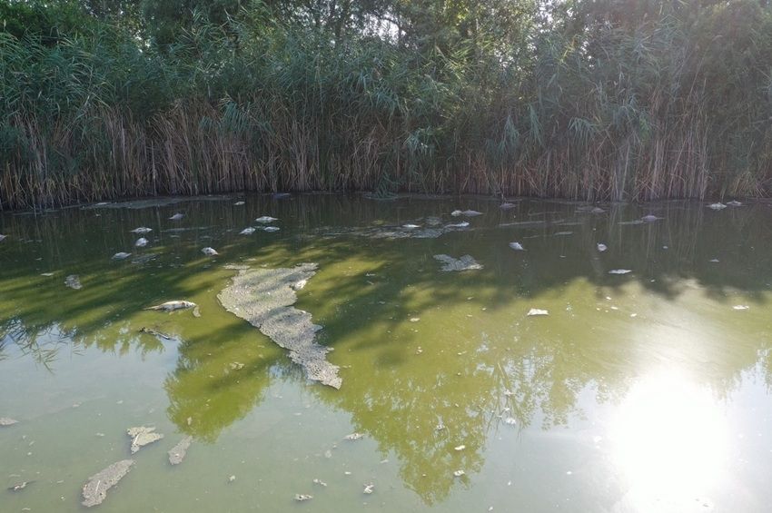 Folyamatosan pusztulnak a halak az Aranyponty Zrt. telephelyén, már 185 tonna a veszteség 
