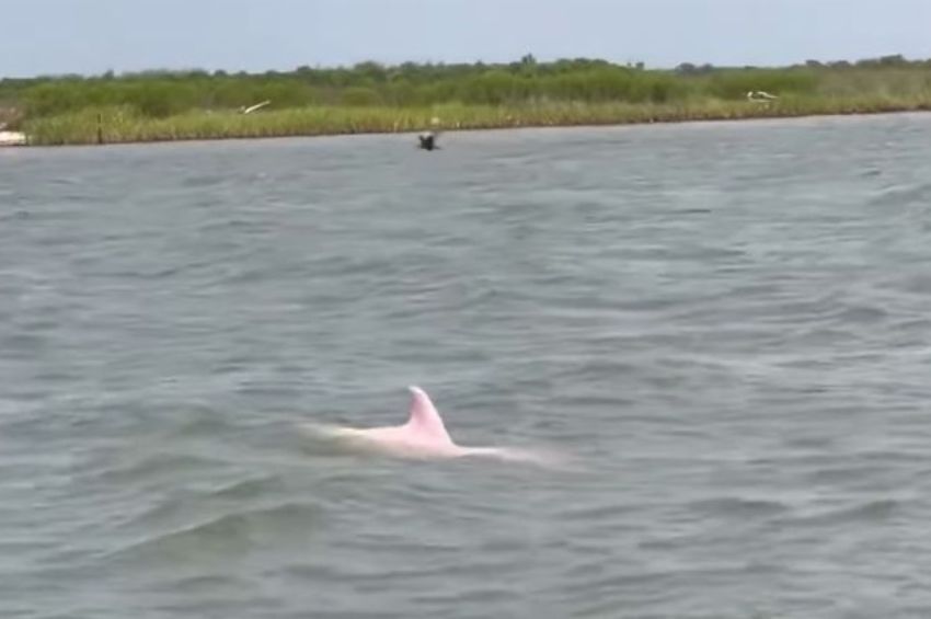 Rózsaszín delfint vettek videóra Louisiana partjainál 