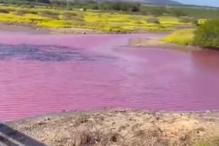 Rózsaszínűvé változott egy hawaii tó vize – videóval