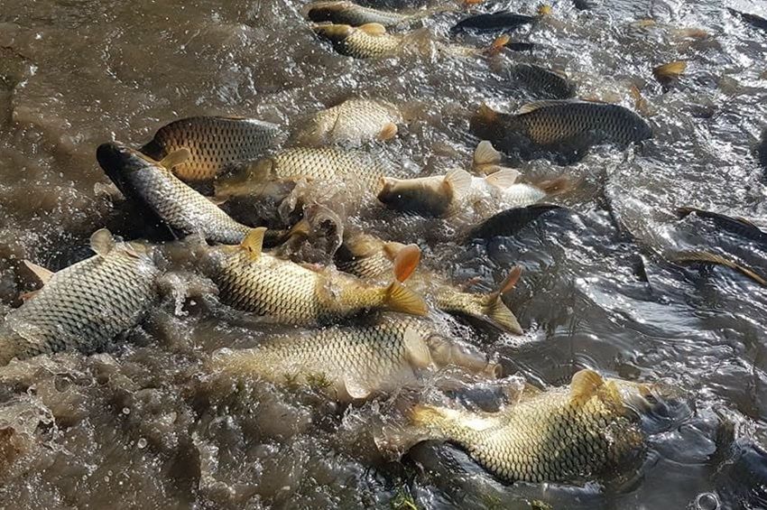 82 tonna háromnyaras pontyot telepítenek az RSD-be. Itt vannak a helyszínek és az időpontok.