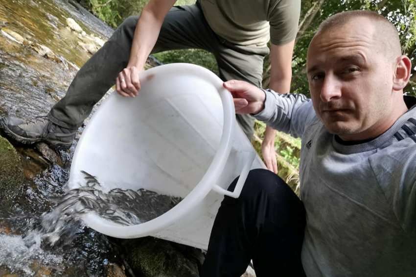 Elkezdték a halak telepítését a Sajó szlovák oldalán – reagált az OVF az arzénproblémára