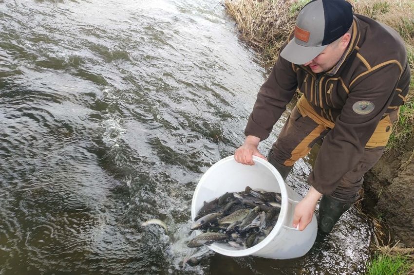 Több mint 1,5 tonna ponty és 350 kiló pisztráng érkezett Vas megyébe – fotókkal 