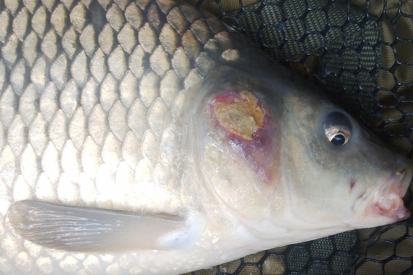 UV-fényre fluoreszkáló sérüléseket fedeztek fel az RSD-ből fogott pontyokon  