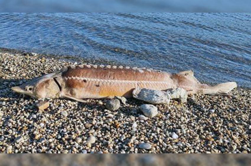 Régóta elpusztult simatok tetemét vetette partra a Duna Kisvácnál 