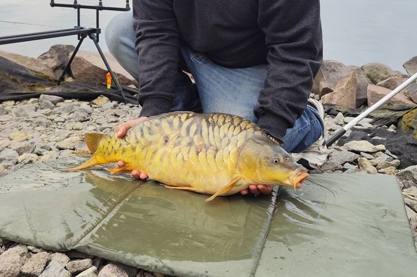 Elkezdődött a 12 napos pontytilalom a Tisza-tavon 