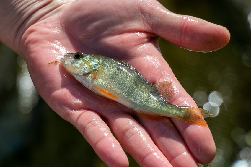 Valami megszakította a sügér ívását a Tisza-tóban – fotókkal