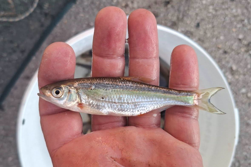 500 őshonos, védett halat mentettek ki a kiszáradó Morgó-patakból – fotókkal 