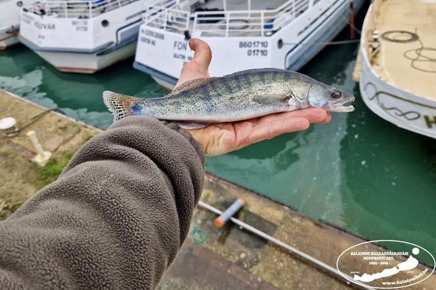 A süllőtelepítési kötelezettség is teljesült a Balatonon – fotókkal 