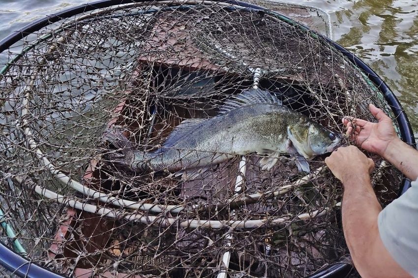 Arzenálnyi tiltott eszközzel bukott le egy vérprofi orvhalász a Tisza szegvári szakaszán – fotókkal 