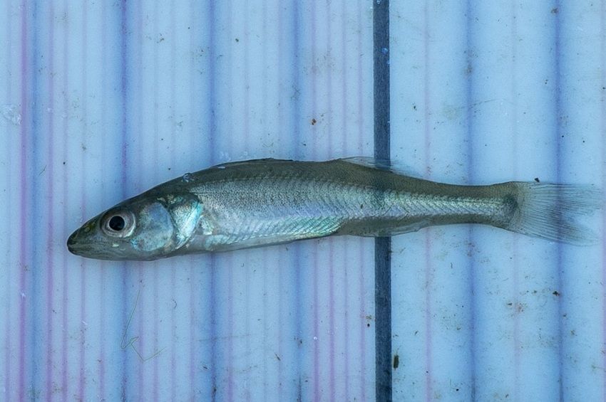 Két méretcsoport alakult ki a Tisza-tavi süllők és a sügérek ivadékainál – fotókkal 