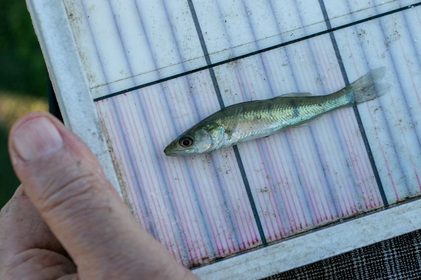 Hatalmas örömhír érkezett a Tisza-tavi ivadékokról – fotókkal, videóval 