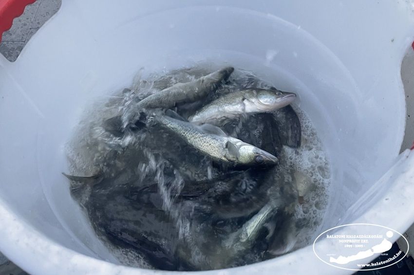 Süllőket akart lopni a fonyódi tógazdaságból, a kollégái lebuktatták