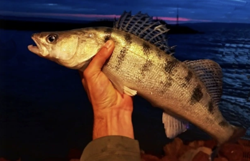 18 év után bukkant fel újra a Balatonban egy nagyon ritka hibridhal