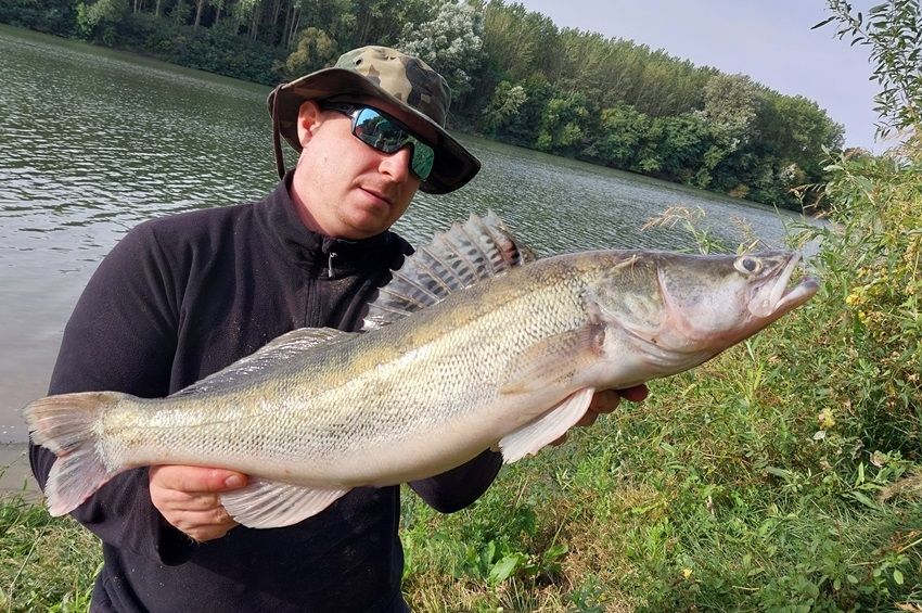 Felragasztotta a karikát ez a csodaszép tiszai süllő