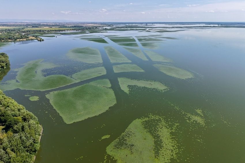 800 hektáron végeztek sulyomkaszálást a Tisza-tavon – fotókkal