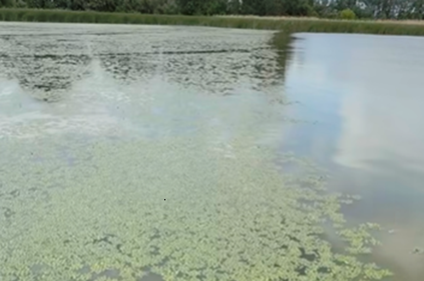 800 hektáron végeznek sulyomkaszálást a Tisza-tavon – videóval 
