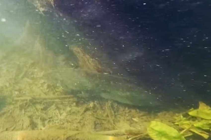 Videó: óriásharcsával találkozott a szigetközi búvár