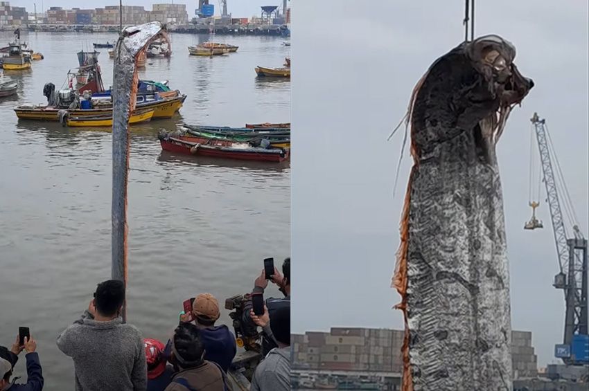Ötméteres szíjhal akadt chilei halászok hálójába