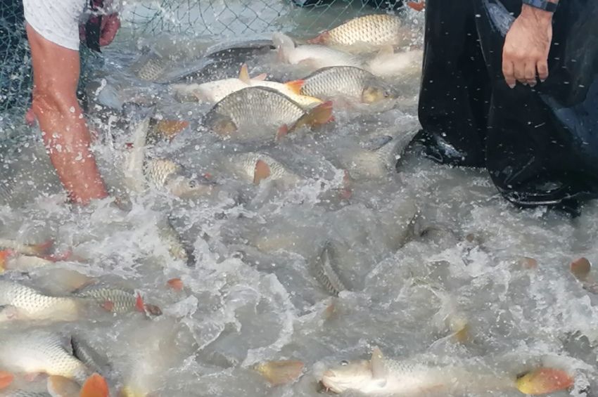 Nem biztosítja a halár csökkenését az olcsóbb takarmány – videóval