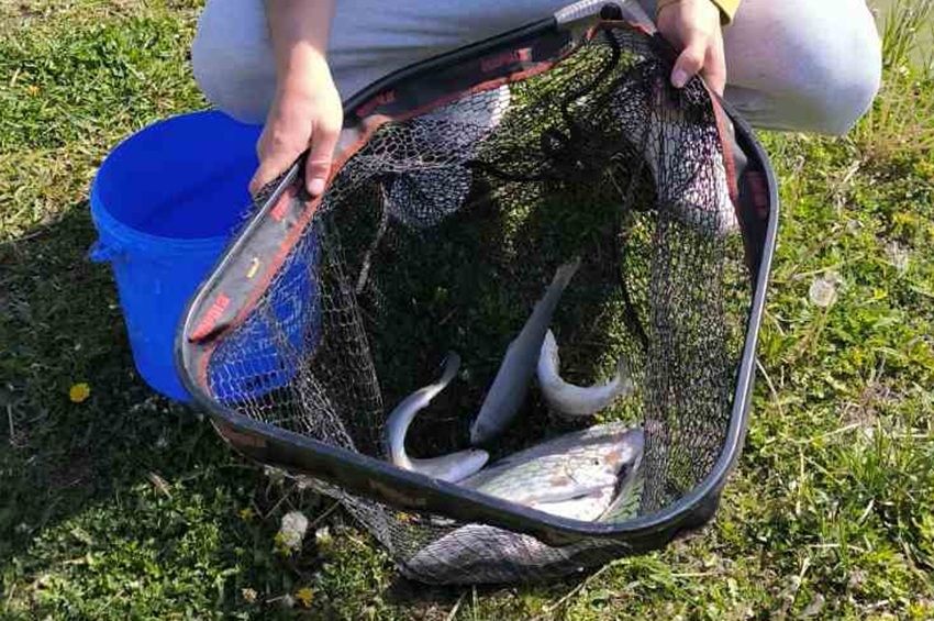 A halak negyedét kifogták egy vasi horgásztóból a hétvégén – fotókkal 