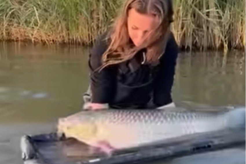 Videó: megszökött az óriásamur a horgászhölgy kezéből