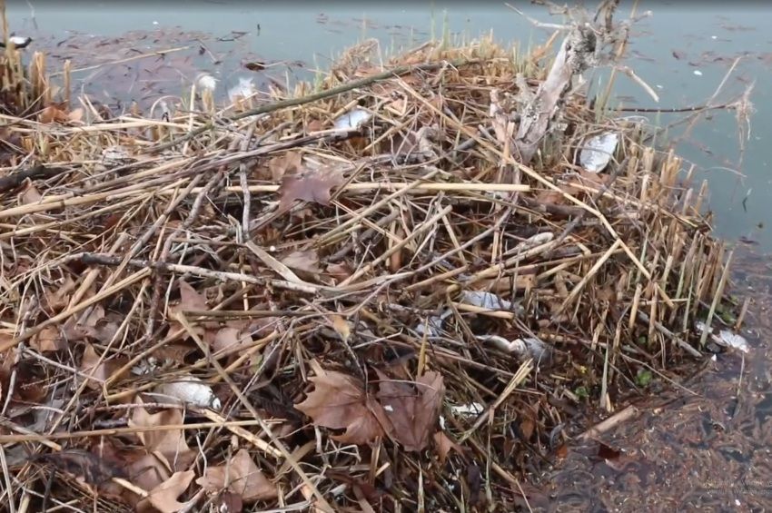 Pusztulnak a halak Szombathelyen és Székesfehérváron is – videóval
