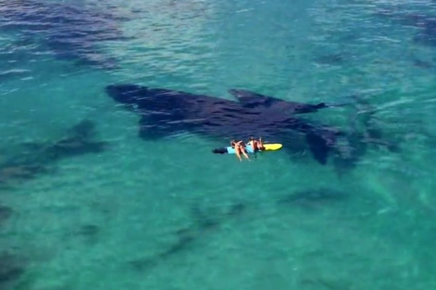 Videón, ahogy két hatalmas bálna közvetlenül a szörfösök alá úszik 