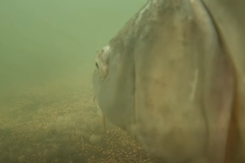 Videó: 30 pluszos ponty úszott a kamera elé a Szűcsi Völgy Tavon