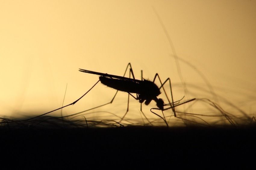 Új betegségek jelenhetnek meg a hosszabb szúnyogszezon miatt