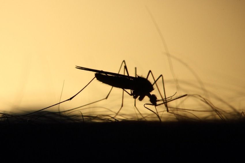 A héten pótolják az eső miatt elmaradt légi szúnyoggyérítéseket