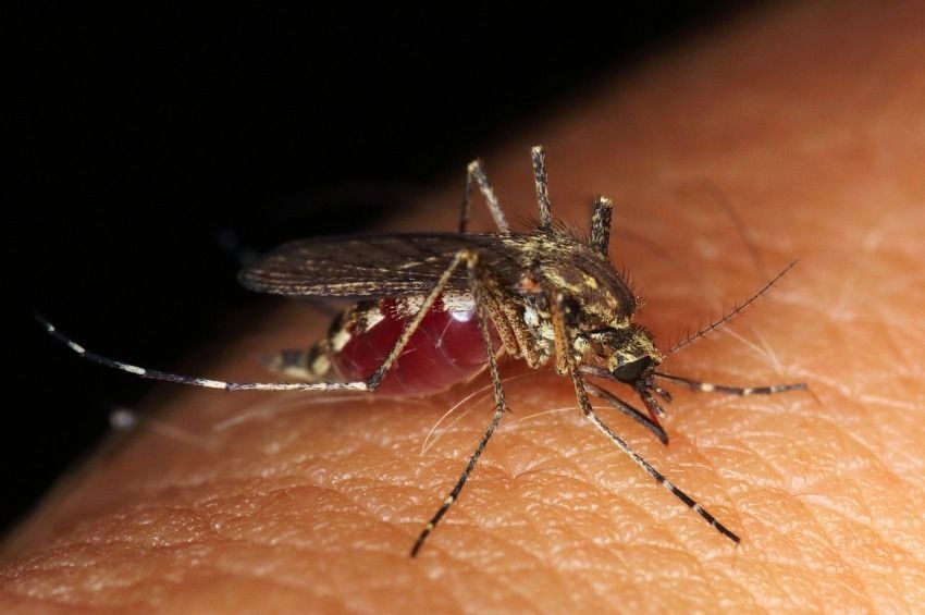 Három vármegyében és Budapesten folytatódik a szúnyogirtás