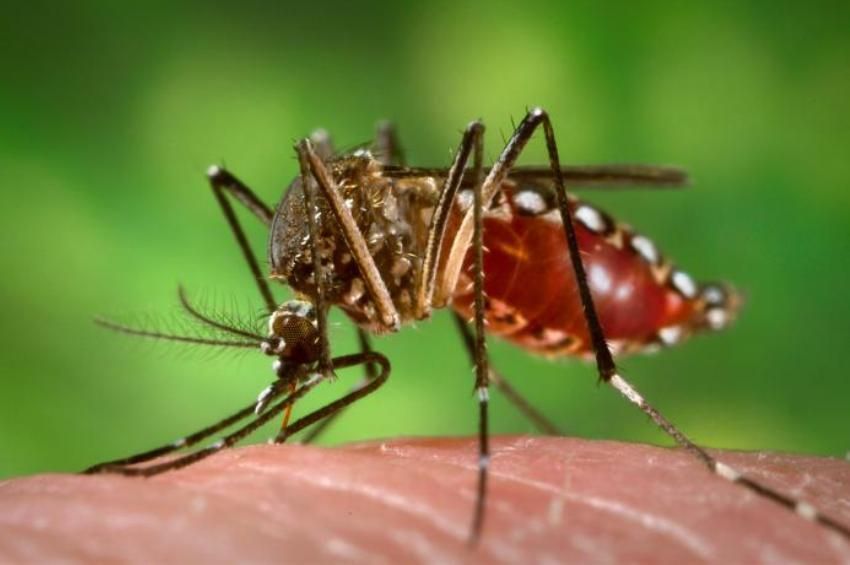 138 ezer hektáron lesz szúnyogirtás a héten