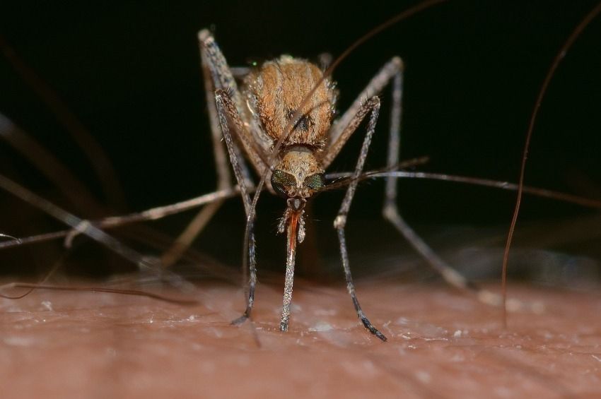 Öt vármegyében irtják a szúnyoglárvákat