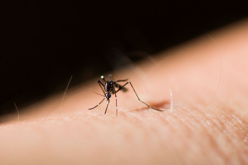 Hét megyében folytatódik a szúnyogirtás