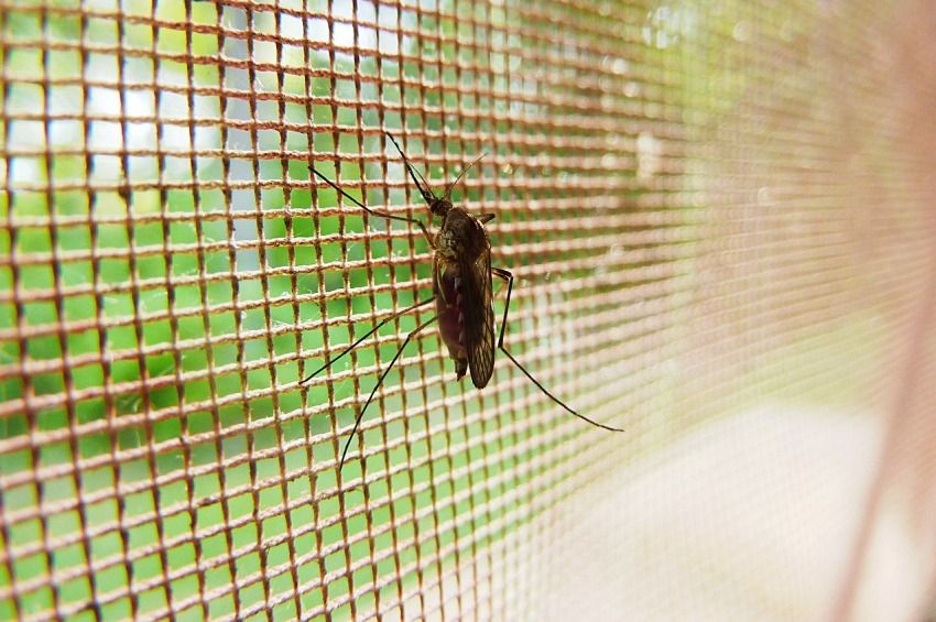 A fővárosban és tizenhárom vármegyében gyérítik a szúnyogokat ezen a héten