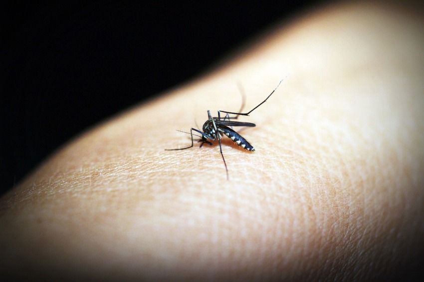 Drámaian megemelkedett a szúnyogok terjesztette betegségek száma Európában