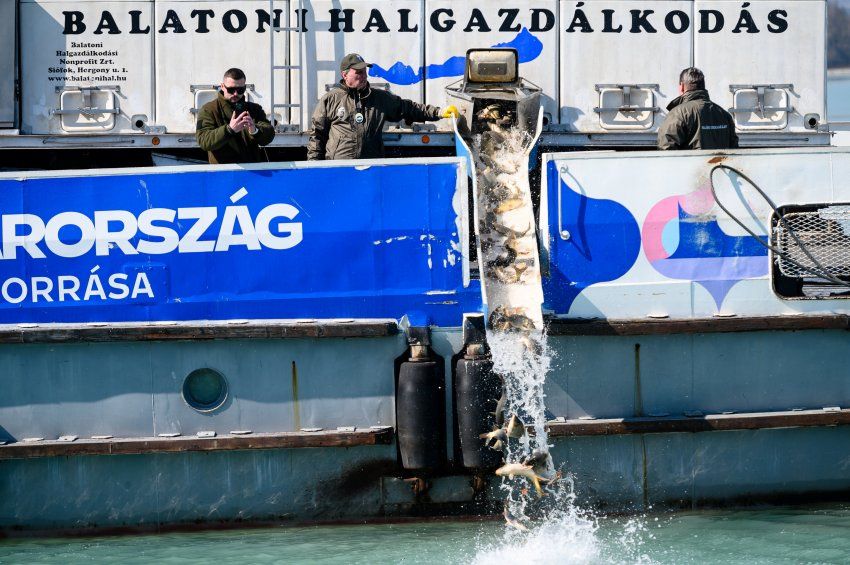 Látványtelepítéssel ünnepelték a halak és halőrök napját a Balatonnál