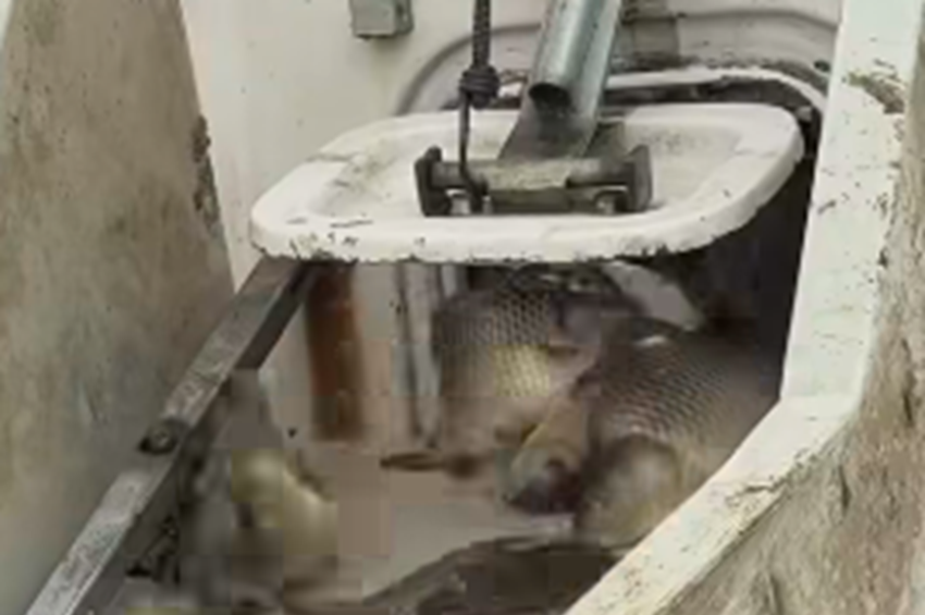 Öt tonna pontyot telepítettek a Tisza-tóba Abádszalóknál – videóval 