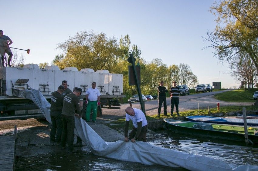 Ennyi halat telepítettek eddig idén a Tisza-tóba – összesítés