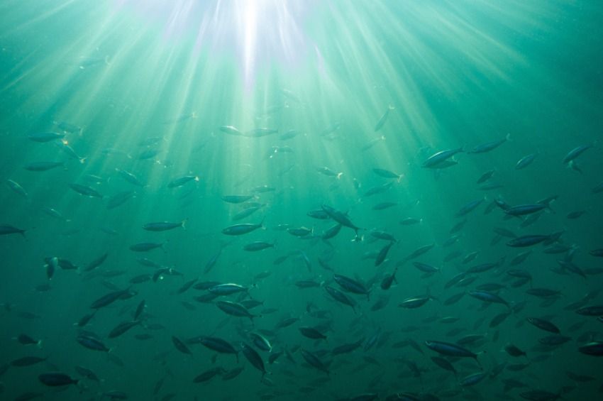 A halak járulnak hozzá a legnagyobb mértékben a karbontároláshoz