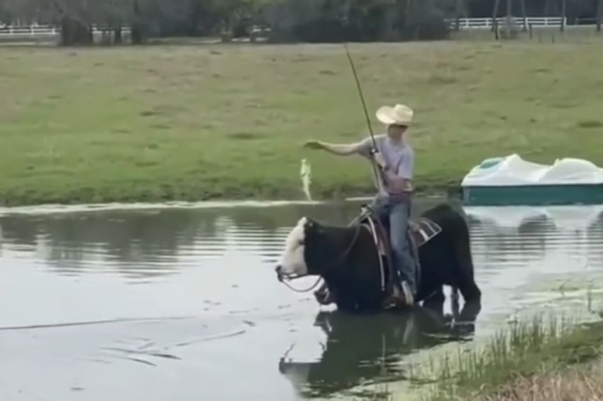 Videó: szarvasmarhán ülve fogják a halakat Texasban