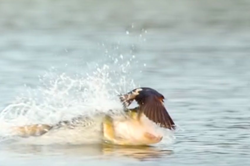 Videó: levegőben rabolt füsti fecskére a világ egyik leggyorsabb hala