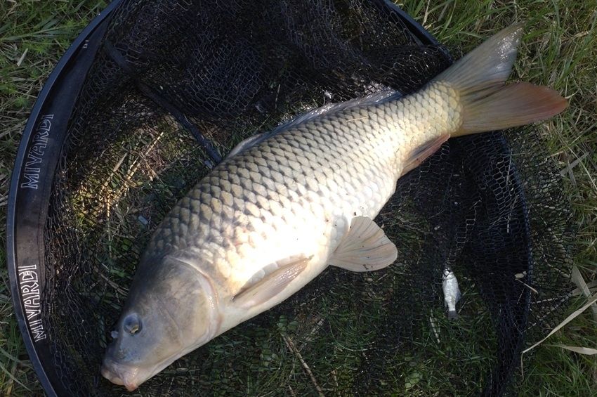 Feloldották a pontytilalmat több Tisza menti vízterületen 