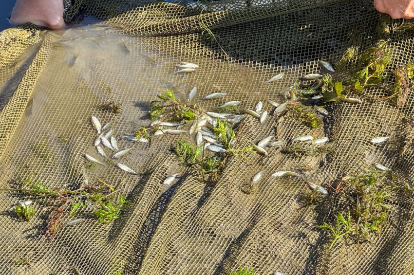 Az aszály ellenére is szépen fejlődnek a Tisza-tó ivadékhalai – fotókkal 