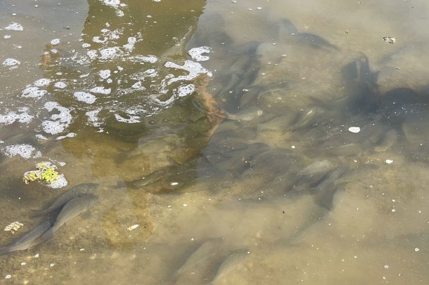 Minden idők második legnagyobb telepítésére készülnek a Tisza-tónál – videóval 