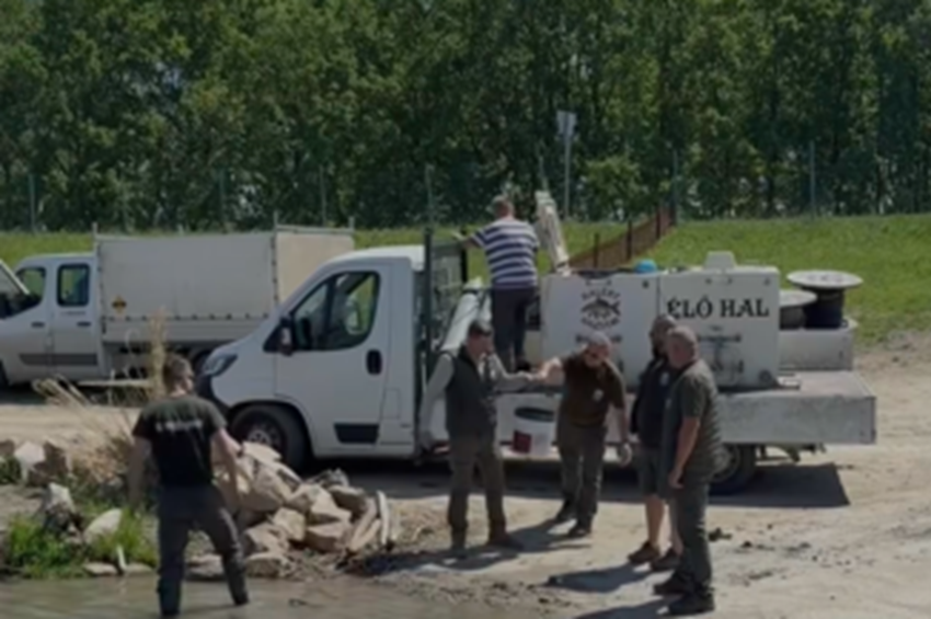 100.000 süllőivadékot telepítettek a Tisza-tóba – videóval
