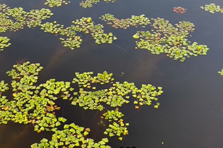 Folyamatosan ellenőrzik a Tisza-tó vízminőségét – videóval 